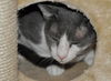 Bittsy the Lap Cat~Video