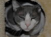Bittsy the Lap Cat~Video