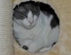 Bittsy the Lap Cat~Video
