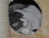 Bittsy the Lap Cat~Video