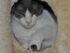 Bittsy the Lap Cat~Video