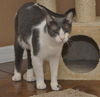 Bittsy the Lap Cat~Video