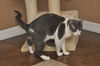 Bittsy the Lap Cat~Video