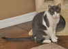 Bittsy the Lap Cat~Video