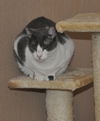 Bittsy the Lap Cat~Video