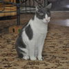 Bittsy the Lap Cat~Video