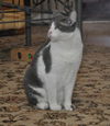 Bittsy the Lap Cat~Video