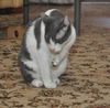 Bittsy the Lap Cat~Video