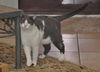 Bittsy the Lap Cat~Video