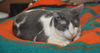 Bittsy the Lap Cat~Video