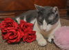 Bittsy the Lap Cat~Video