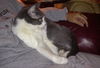Bittsy the Lap Cat~Video