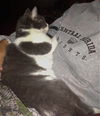 Bittsy the Lap Cat~Video