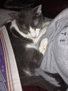 Bittsy the Lap Cat~Video