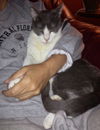 Bittsy the Lap Cat~Video
