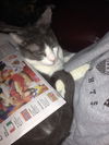Bittsy the Lap Cat~Video