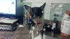 Tonka the Chihuahua