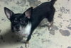 Tonka the Chihuahua