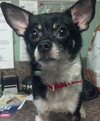Tonka the Chihuahua
