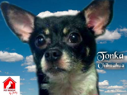 Tonka the Chihuahua