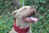 Cheyenne the Lab/Terrier