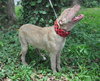 Cheyenne the Lab/Terrier