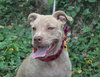 Cheyenne the Lab/Terrier