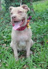 Cheyenne the Lab/Terrier