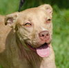 Cheyenne the Lab/Terrier