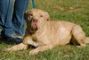 Cheyenne the Lab/Terrier