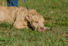 Cheyenne the Lab/Terrier