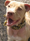 Cheyenne the Lab/Terrier