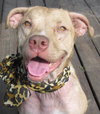 Cheyenne the Lab/Terrier