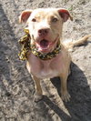 Cheyenne the Lab/Terrier