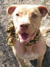 Cheyenne the Lab/Terrier