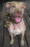 Cheyenne the Lab/Terrier