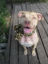 Cheyenne the Lab/Terrier