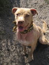 Cheyenne the Lab/Terrier