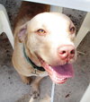 Cheyenne the Lab/Terrier
