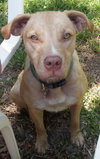 Cheyenne the Lab/Terrier
