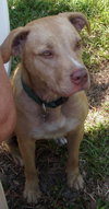 Cheyenne the Lab/Terrier