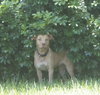 Cheyenne the Lab/Terrier