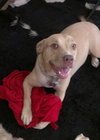 Cheyenne the Lab/Terrier