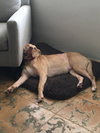 Cheyenne the Lab/Terrier