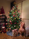 Cheyenne the Lab/Terrier