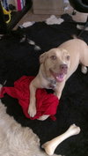 Cheyenne the Lab/Terrier