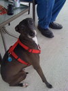 Shadow the Italian Greyhound