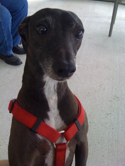 Shadow the Italian Greyhound