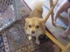 Frankie the Pom-Chihuahua Mix
