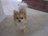 Frankie the Pom-Chihuahua Mix
